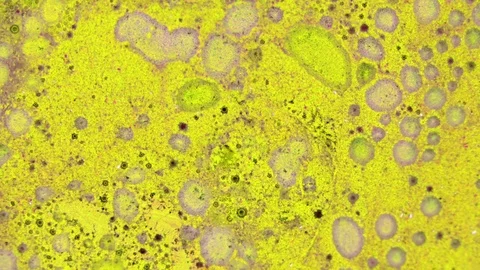 Microscopic View of Ink in Water 스톡 동영상 71109915