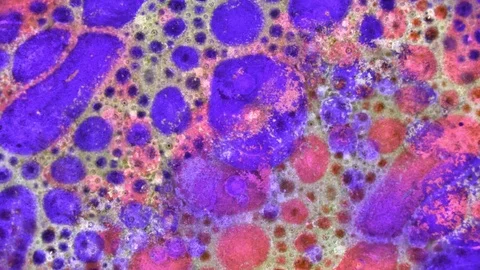 Microscopic View of Ink in Water 스톡 동영상 71110093