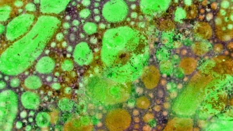 Microscopic View of Ink in Water Видео 71110133