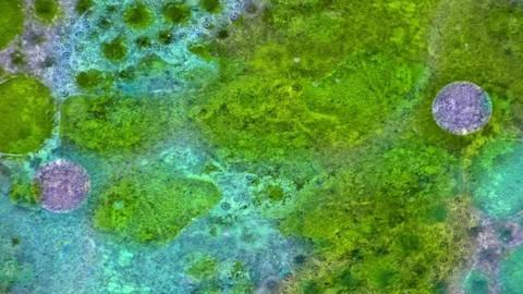 Microscopic View of Ink in Water Stockbeeldmateriaal 71115586