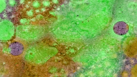 Microscopic View of Ink in Water Stock-Footage 71117209