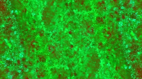 Microscopic View of Ink in Water 스톡 동영상 71121477