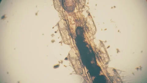 Microscopic View of Intricate Plant Structure Revealing Detailed Cell Patte.. Video stock 341926017