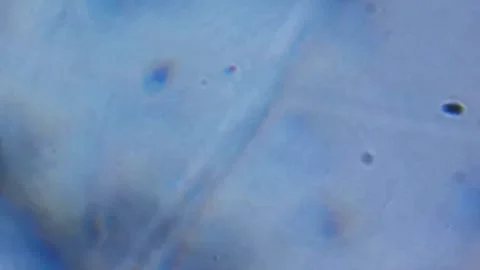 Microscopic View of Iridescent Particles Moving in a Translucent Blue Substance Stock Footage 330946982