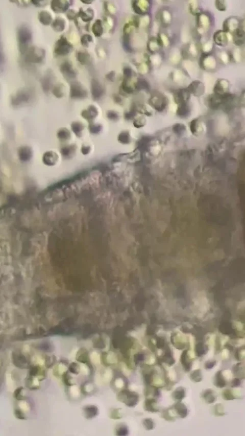 Microscopic View of Live Organisms and Cells in Fluid Chinese Laboratory Stock Footage 339649647
