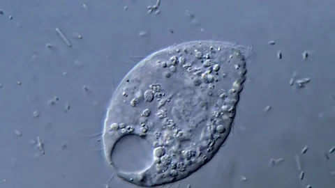 Microscopic View of Living Bacteria and protozoa parasite 動画素材 317140417