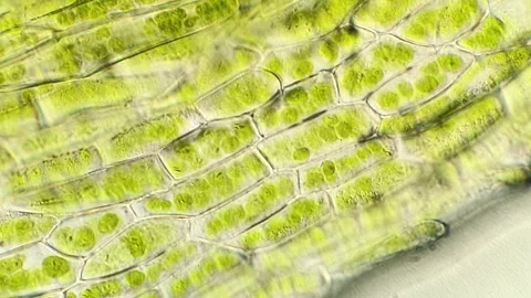 Microscopic View of Living Moss Leaf Cells, 400x magnification Stock-Footage 320458855