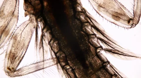 Microscopic view of a mayfly nymph body with moving gills 스톡 동영상 58832058