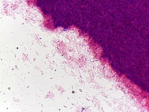 Microscopic view of microorganisms in a biological sample 스톡 사진