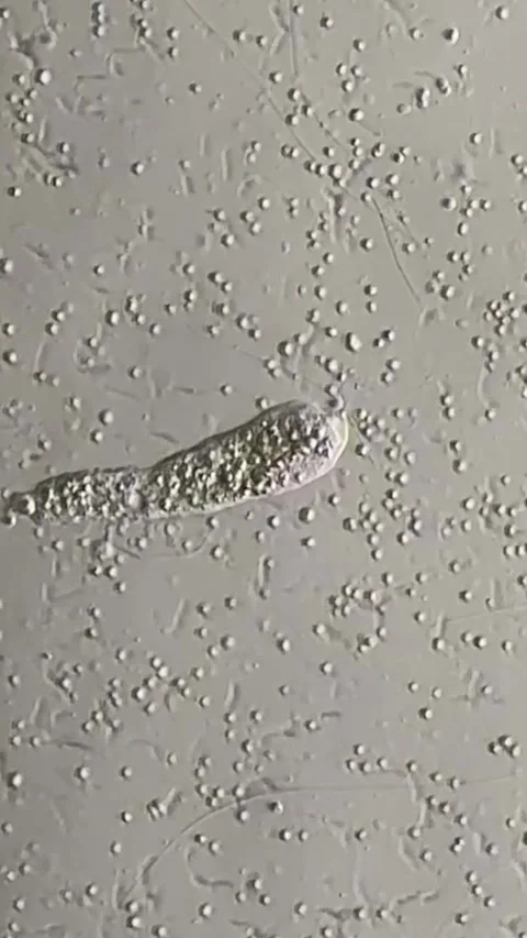 Microscopic View of Microorganisms in a Chinese Laboratory Setting Stock Footage 338209717