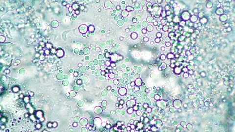 Microscopic View of Microorganisms Under Fluorescent Light with Colorful Ci.. Stock Footage 341925979