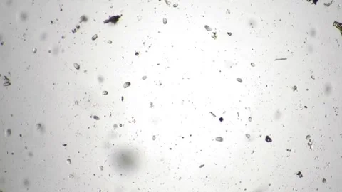 Microscopic View of Minuscule Particles Floating Amidst a Light Background 스톡 동영상 341925949