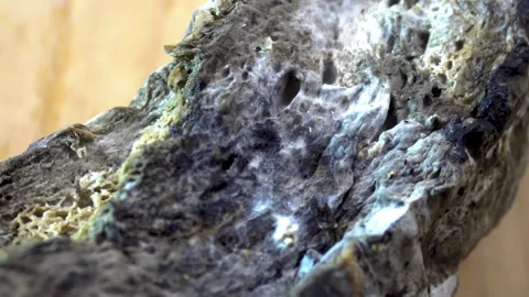 Microscopic view of Mold growing on Bread, Fungal Decomposition Macro. Stock Footage 330466013