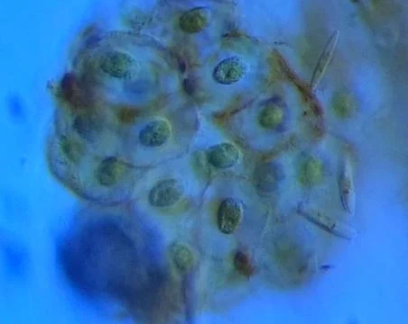 Microscopic view of multiple amphibian eggs - Arizona Stock Photos