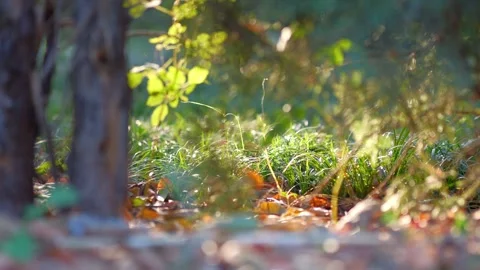 A microscopic view of nature 動画素材 255709820