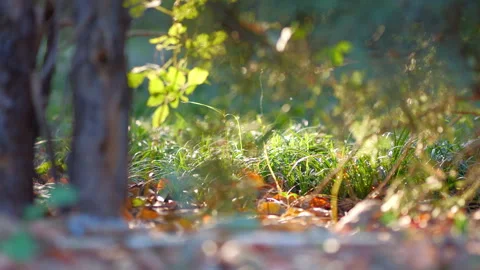 A microscopic view of nature 動画素材 255713609