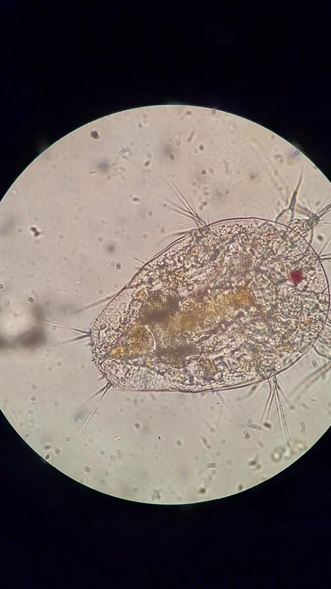 Microscopic view of Nauplius larva Vídeos de archivo 331446165