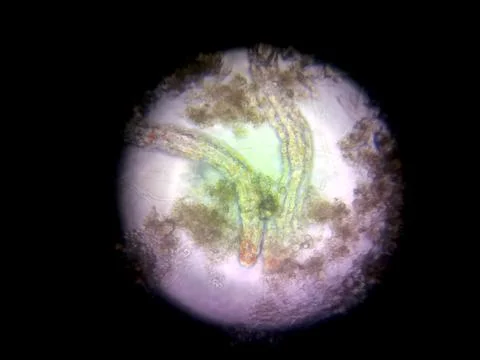Microscopic View of Nematode Germs Displaying Distinctive Structures and Mo.. Stock Photos