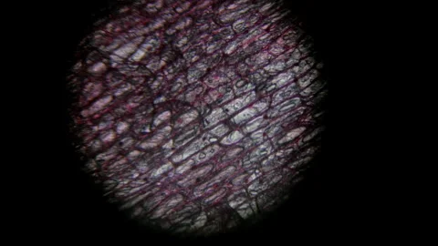 Microscopic View of Onion Bulb Epidermis Cells under Laboratory Microscope Stock Footage 334455007