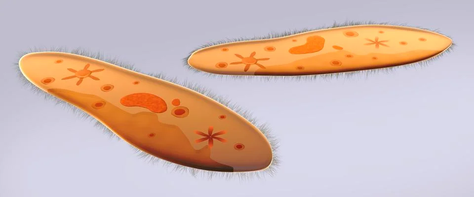 Microscopic view of paramecium. Stock Illustration