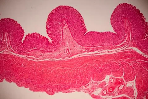 Microscopic view of a pink-stained tissue section with. Stockfoto's