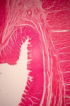 Microscopic view of a pink-stained tissue section with. Фото