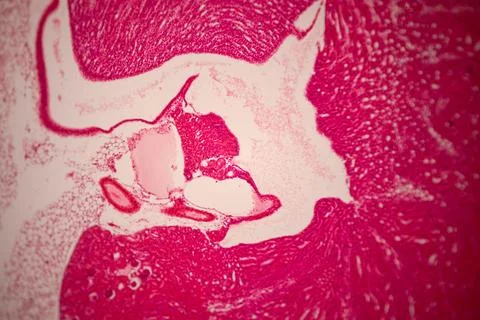 Microscopic view of a pink-stained tissue section with. Stockfoto's