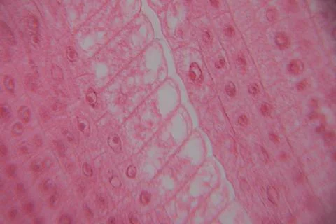 Microscopic view of pink tissue with layered cells and circular structures,.. Stock Photos