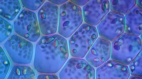 Microscopic view of plant cell structure with blue staining. Stock Photos