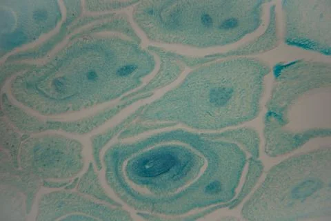 Microscopic view of plant cells displaying distinct shapes and structures w.. Stock Photos