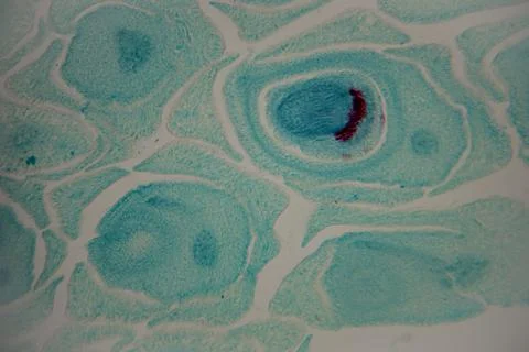 Microscopic view of plant cells displaying distinct blue and red staining p.. Stock Photos