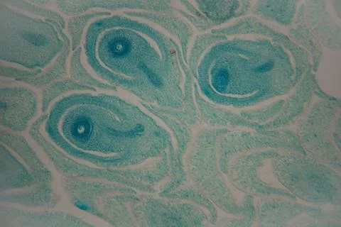 Microscopic view of plant cells displaying distinct blue-stained structures.. Stock Photos