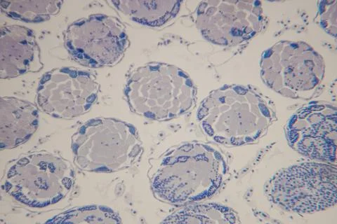 Microscopic view of plant cells displaying circular structures with distinc.. Stock Photos