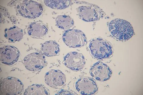 Microscopic view of plant cells displaying circular structures with blue-st.. Stock Photos