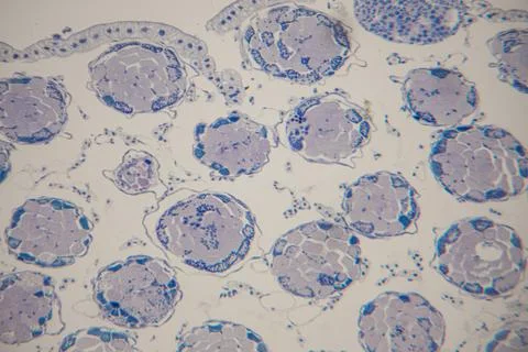 Microscopic view of plant cells displaying circular structures with blue-st.. Stock Photos