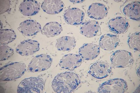 Microscopic view of plant cells displaying circular structures with distinc.. Stock Photos