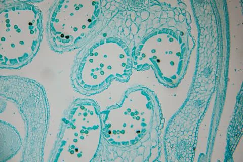 Microscopic view of plant cells showcasing intricate structures and vibrant.. Stock Photos