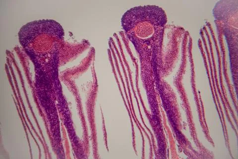 Microscopic view of plant root cross-section showing distinct cellular stru.. Stock Photos