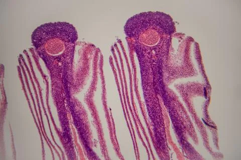 Microscopic view of plant root cross-section showing root hairs and vascula.. Stock Photos