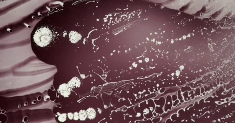 Microscopic view of plant root hairs displaying cellular structures and patterns Stock Footage 341903852
