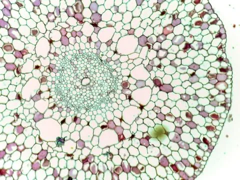 Microscopic View of Plant Stem Cross-Section 스톡 사진