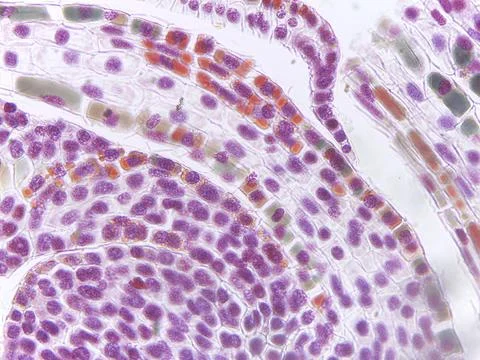Microscopic view of plant tissue with cell structures 스톡 사진