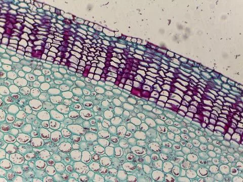 Microscopic view of plant tissue with cell structure 스톡 사진