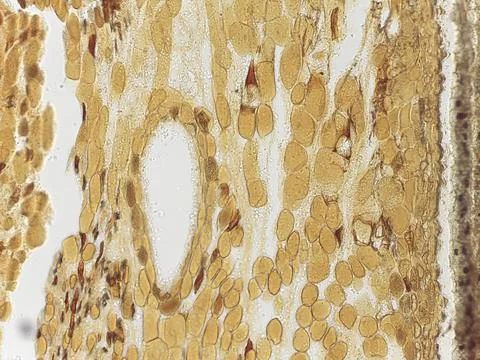 Microscopic view of plant tissue with cellular structures Stock Photos
