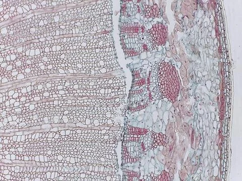 Microscopic view of plant tissue with cellular structures 스톡 사진
