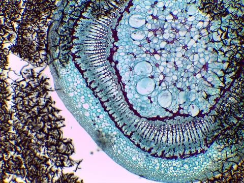 Microscopic view of plant tissue with cellular structures Stock Photos