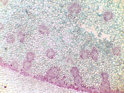 Microscopic view of plant tissue with cellular structures Stock Photos