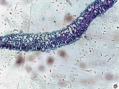 Microscopic view of plant tissue with cellular details Stock Photos