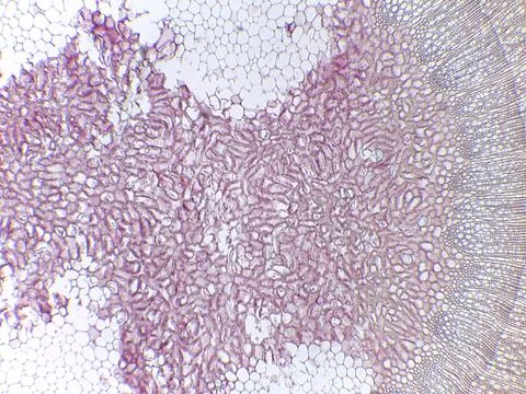 Microscopic view of plant tissue 스톡 사진