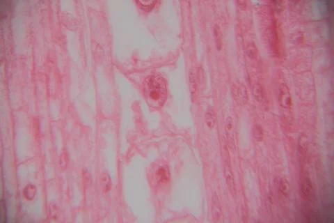 Microscopic view of plant tissue with pink coloration showing cell structur.. Stock Photos